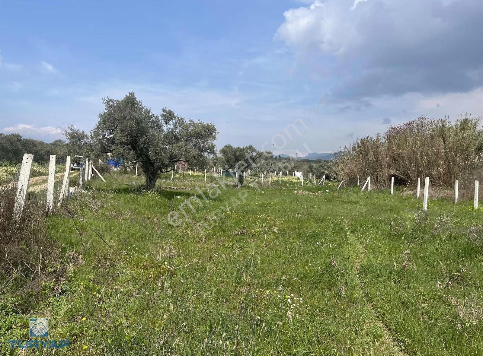 Turyap Torbalı Temsilciliğinden Dirmil Mah. 668m2 Satılık Tarla