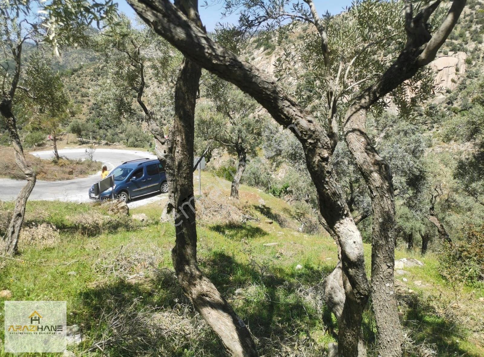 Kırcağız A Çok Yakın Asfalta Sıfır Satılık Zeytinlik - Görsel 4