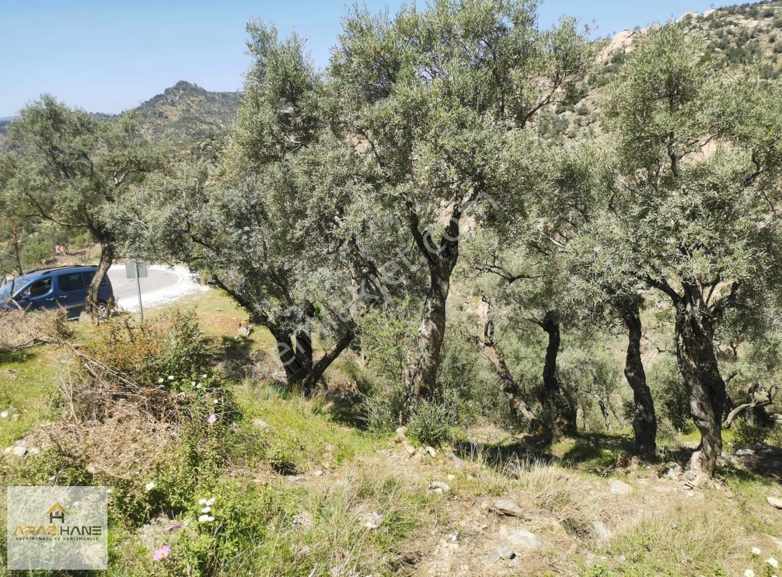 Kırcağız A Çok Yakın Asfalta Sıfır Satılık Zeytinlik - Görsel 3