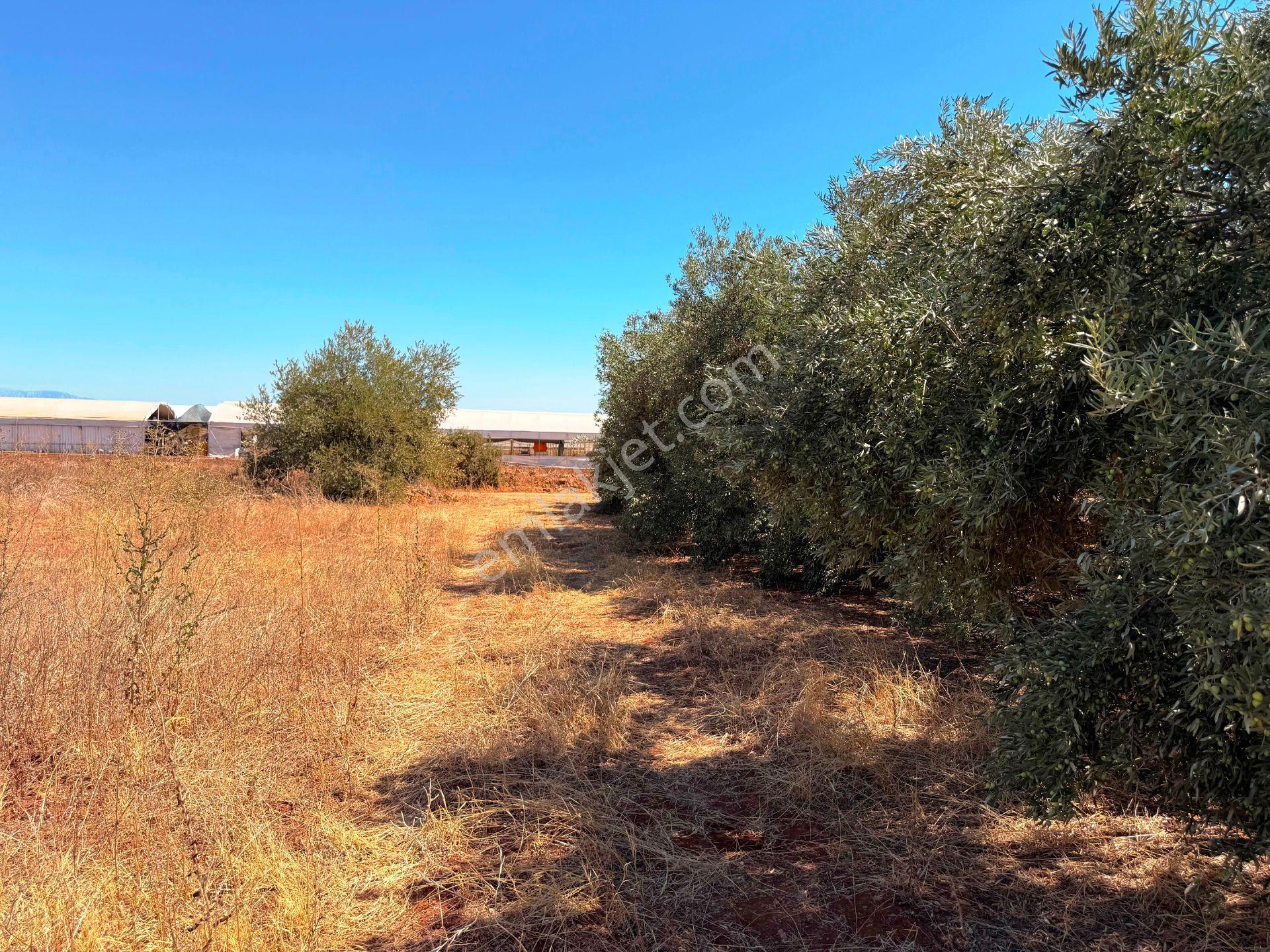 Antalya Havalimanı Yakını 318m2 İmarlı Problemsiz Satılık Arsa - Görsel 9