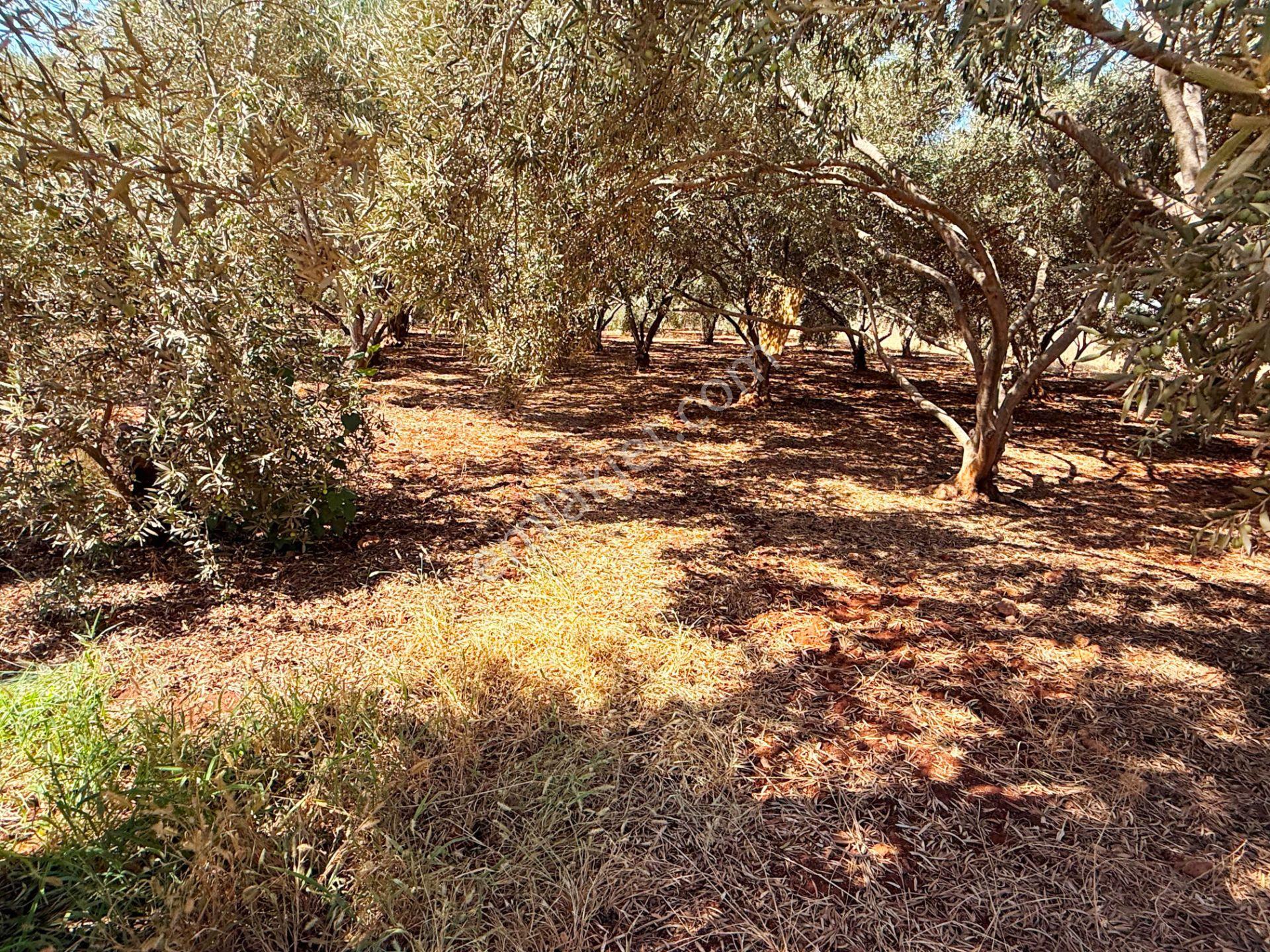 Antalya Havalimanı Yakını 318m2 İmarlı Problemsiz Satılık Arsa - Görsel 18