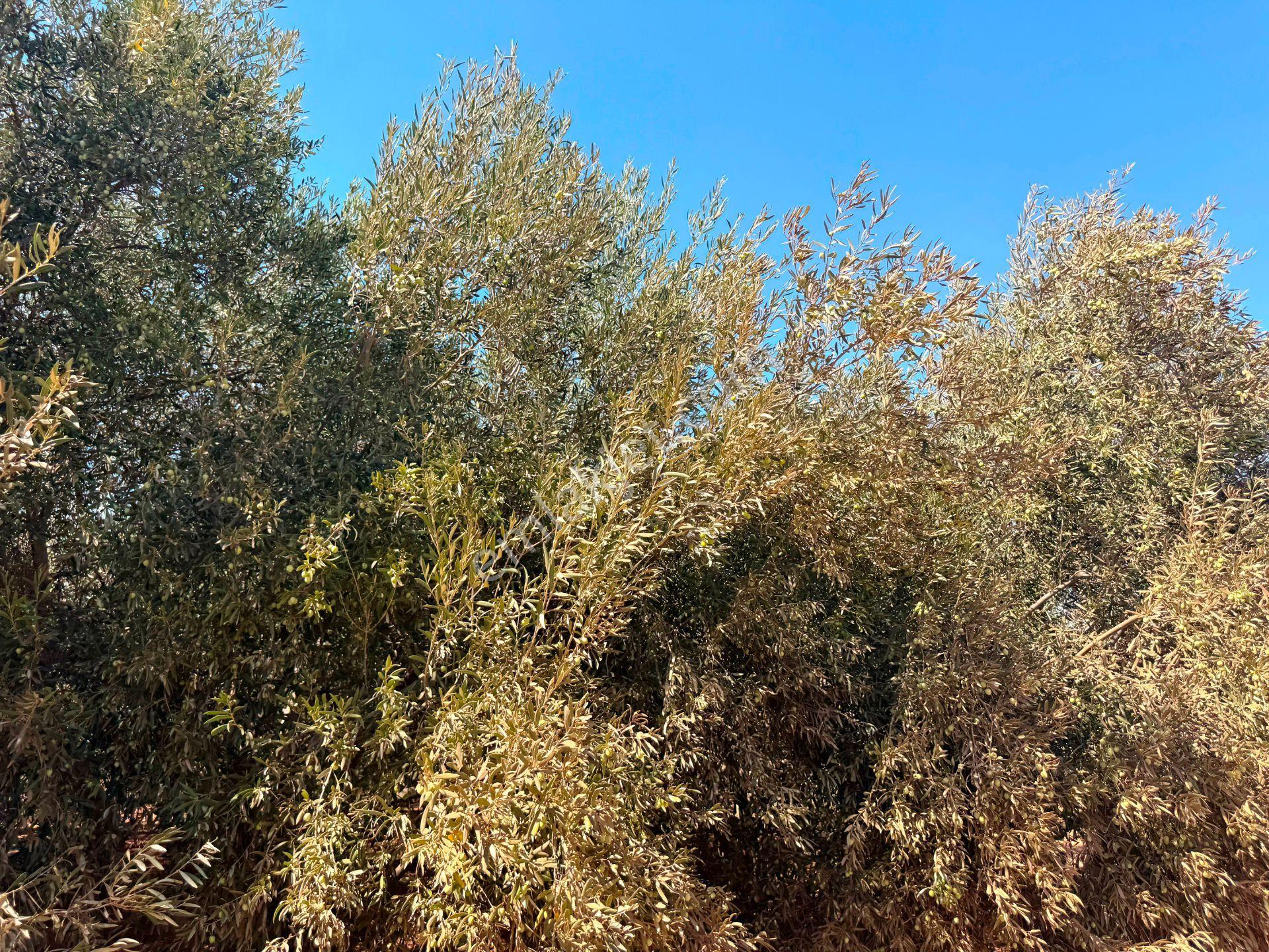 Antalya Havalimanı Yakını 318m2 İmarlı Problemsiz Satılık Arsa - Görsel 22