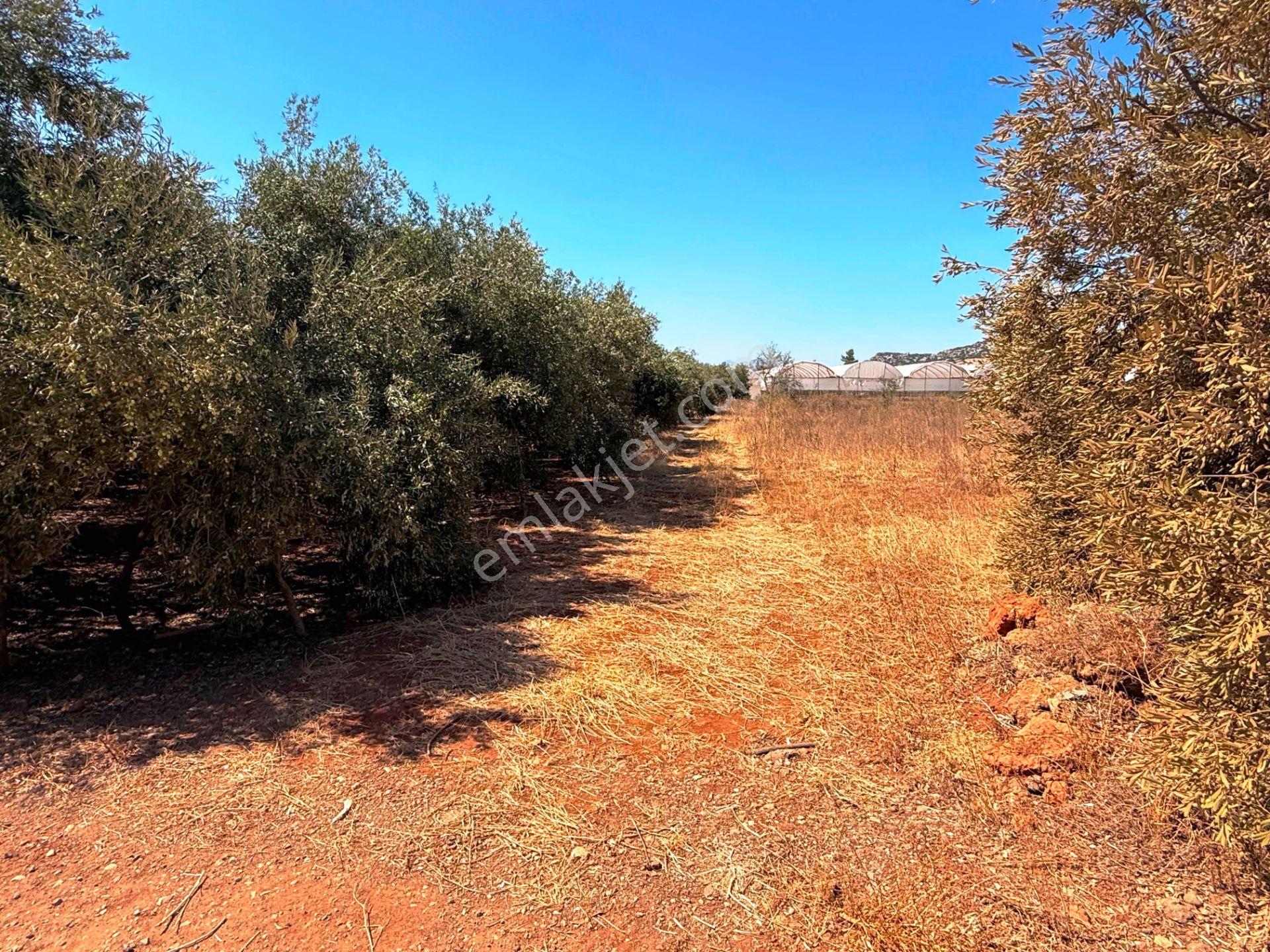 Antalya Havalimanı Yakını 318m2 İmarlı Problemsiz Satılık Arsa - Görsel 25