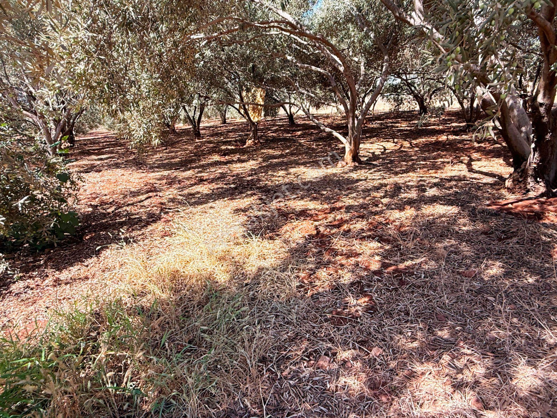 Antalya Havalimanı Yakını 318m2 İmarlı Problemsiz Satılık Arsa - Görsel 19