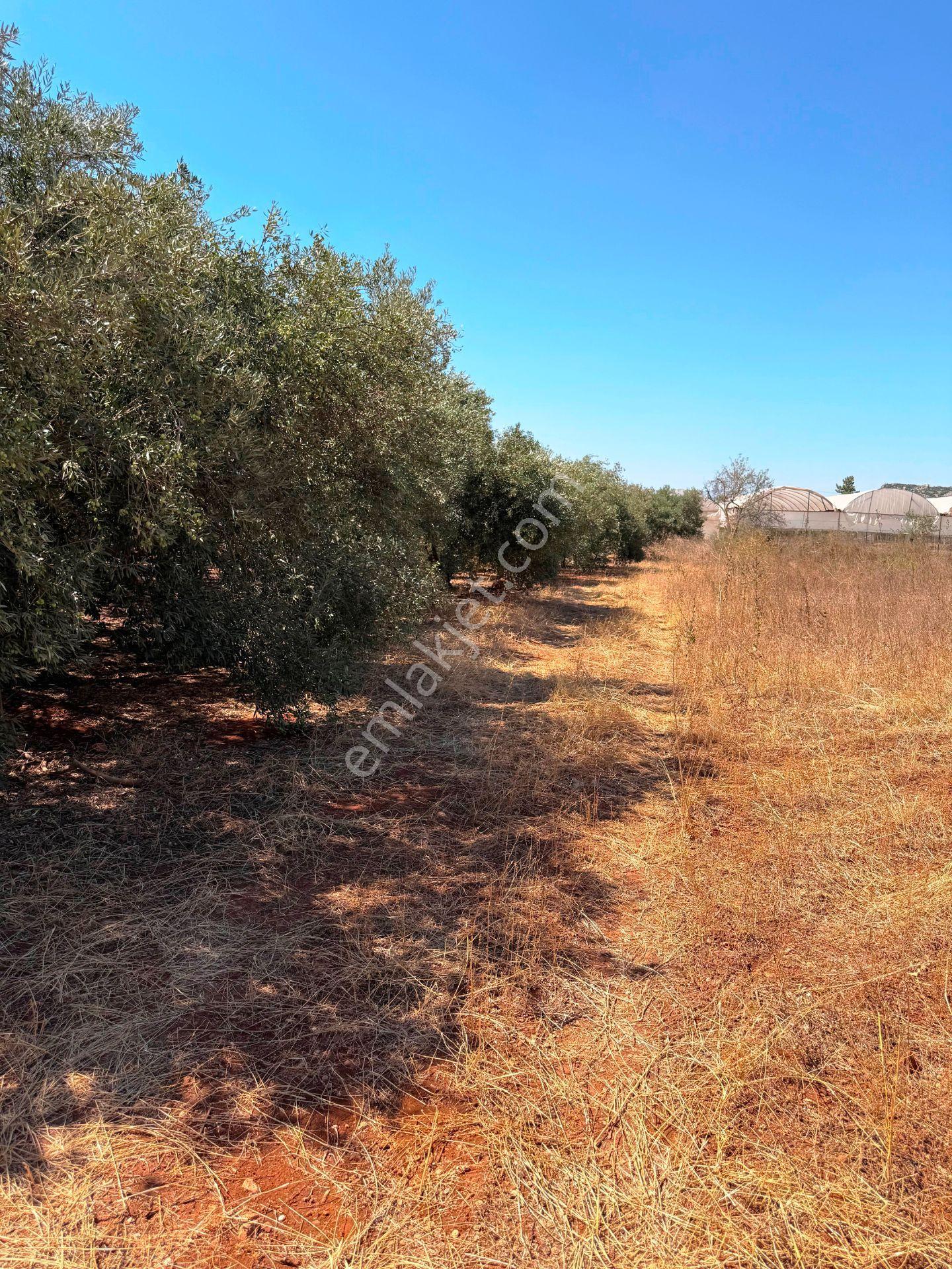 Antalya Havalimanı Yakını 318m2 İmarlı Problemsiz Satılık Arsa - Görsel 7