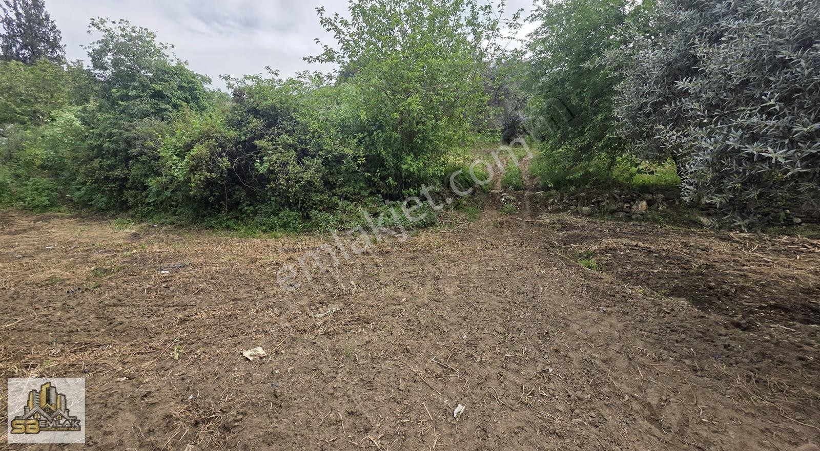 İzmir Tire Sb Emlak'tan Çiniyeri Mah. Satılık Zeytinlik - Görsel 6