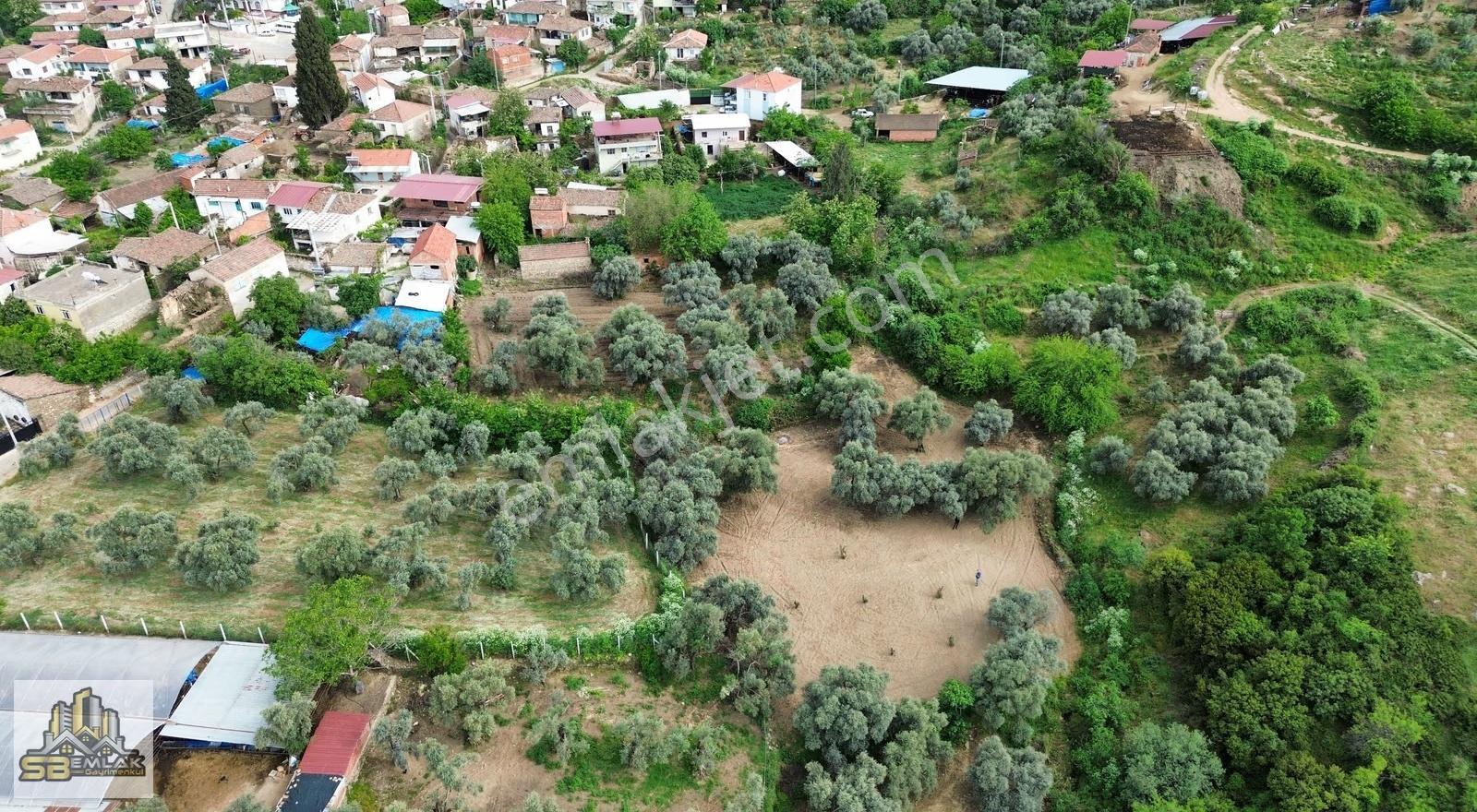 İzmir Tire Sb Emlak'tan Çiniyeri Mah. Satılık Zeytinlik - Görsel 7