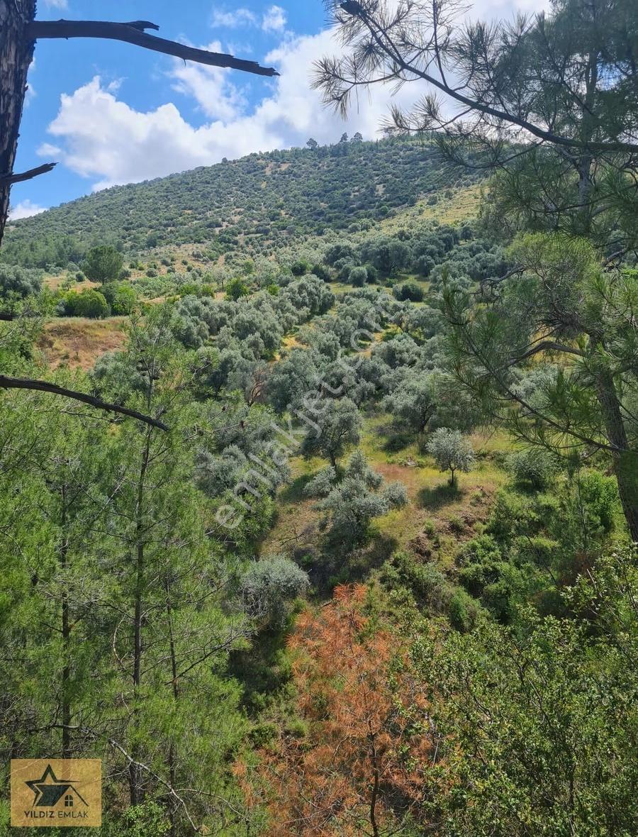 Aydın Bozdoğan Kemer Barajı Manzaralı Geniş Tarla Ve Kargir Ev - Görsel 15