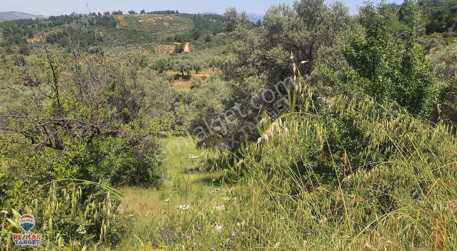 Torbalı Dirmil'de Yola Cepheli, Yatırımlık Tek Tapu Zeytinlik - Görsel 3