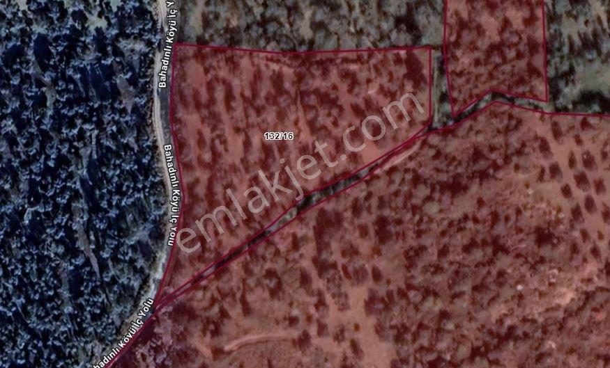 Burhaniye Bahadınlıda Resmi Yol/deniz Manzaralı 5320m² Zeytinlik - Görsel 6