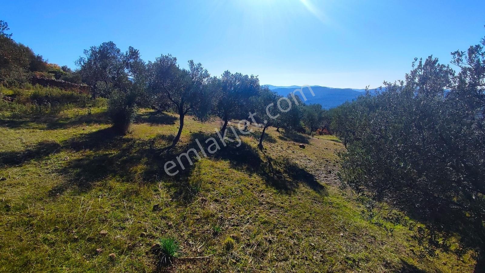 Burhaniye Bahadınlıda Resmi Yol/deniz Manzaralı 5320m² Zeytinlik - Görsel 25