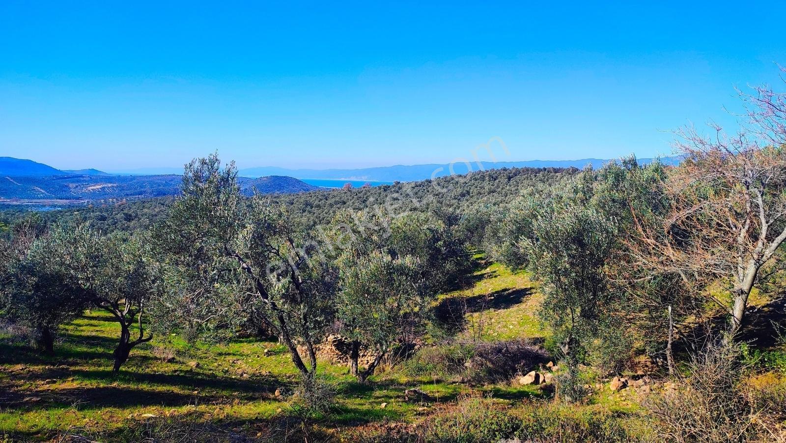 Burhaniye Bahadınlıda Resmi Yol/deniz Manzaralı 5320m² Zeytinlik - Görsel 13