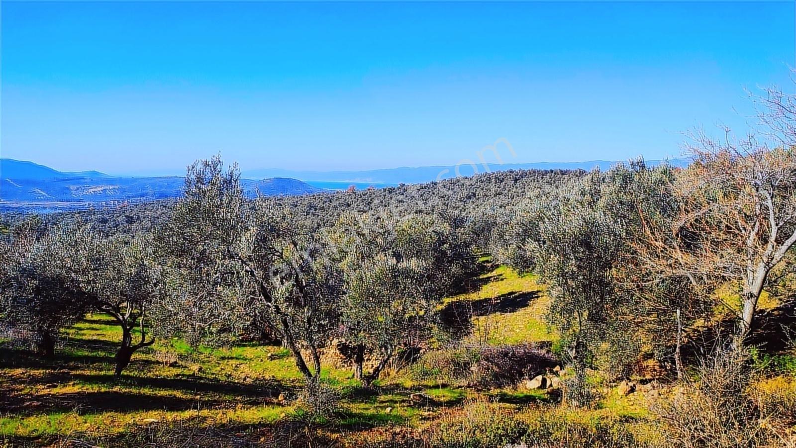 Burhaniye Bahadınlıda Resmi Yol/deniz Manzaralı 5320m² Zeytinlik - Görsel 12