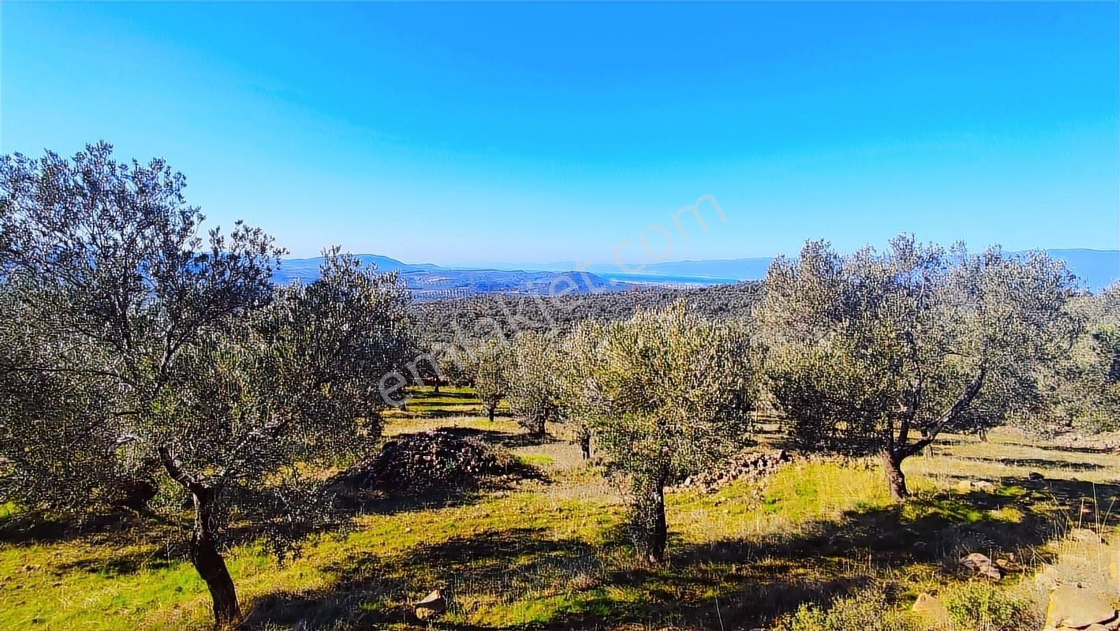Burhaniye Bahadınlıda Resmi Yol/deniz Manzaralı 5320m² Zeytinlik - Görsel 23