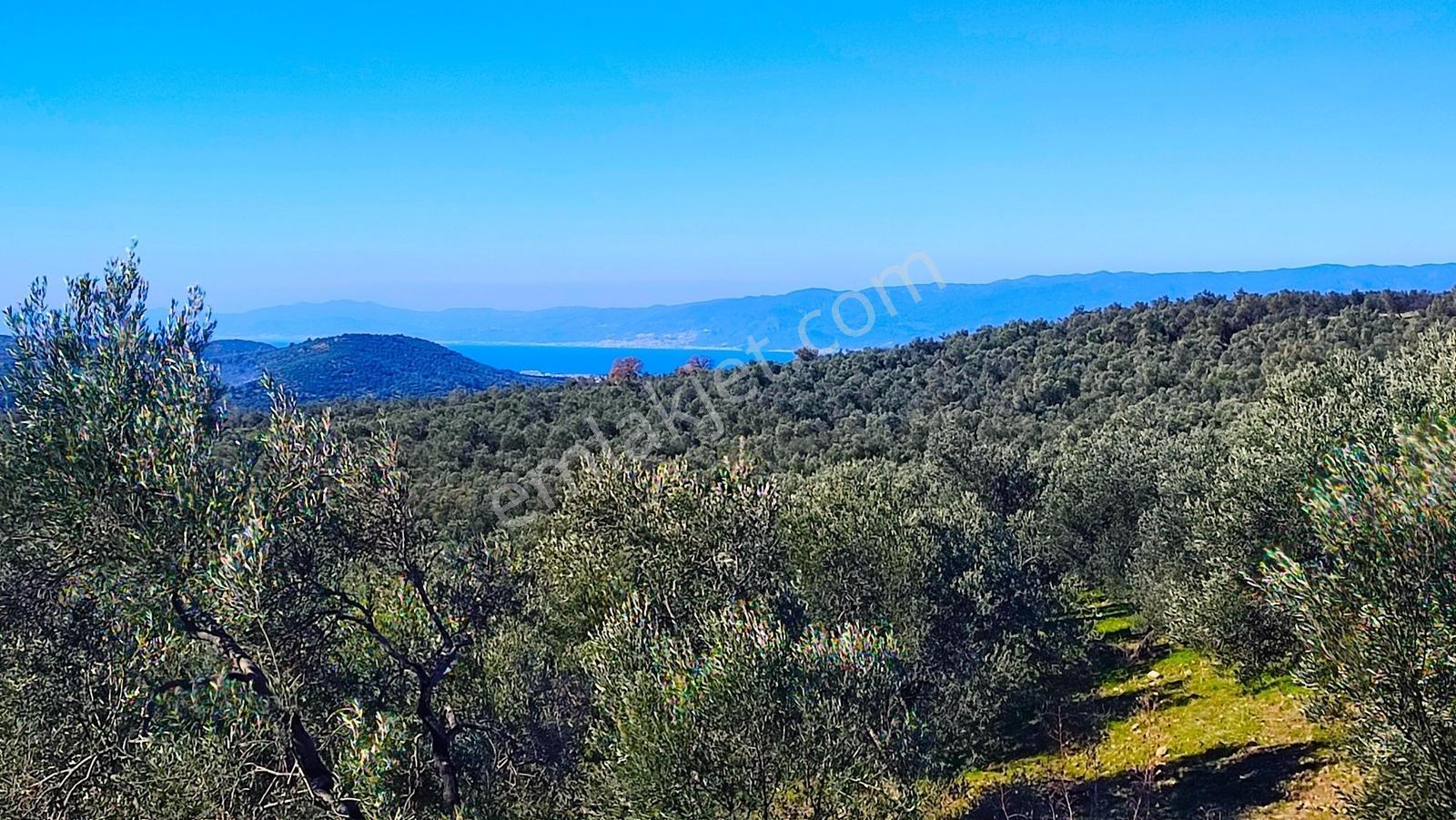 Burhaniye Bahadınlıda Resmi Yol/deniz Manzaralı 5320m² Zeytinlik - Görsel 14