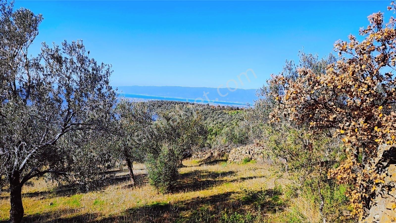 Burhaniye Bahadınlıda Resmi Yol/deniz Manzaralı 5320m² Zeytinlik - Görsel 24