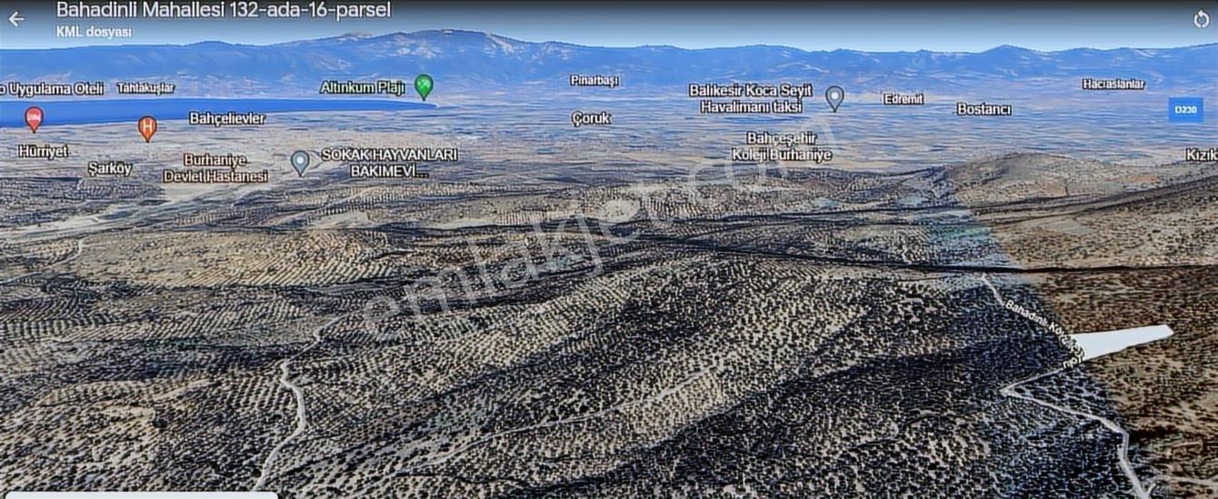 Burhaniye Bahadınlıda Resmi Yol/deniz Manzaralı 5320m² Zeytinlik - Görsel 8
