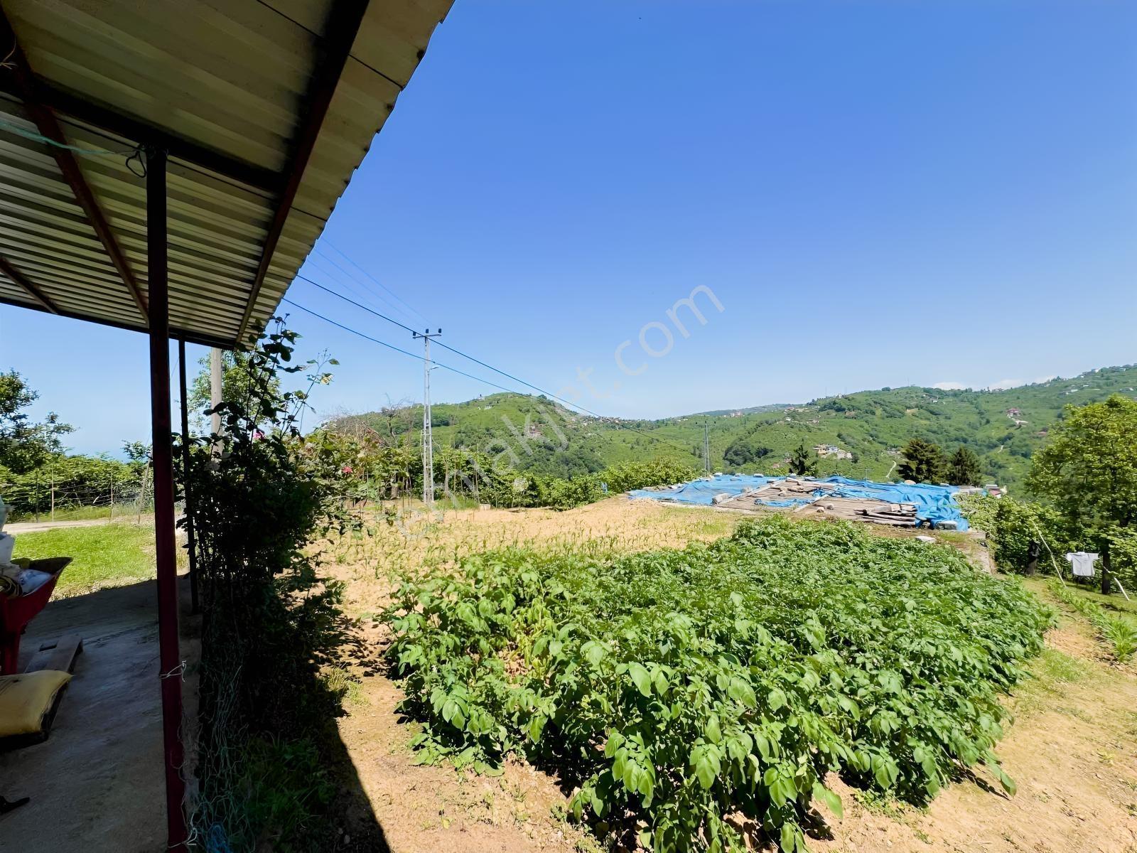 Trabzon Yomra Yokuşlu Mah. 2000m2 Arsa - Görsel 2