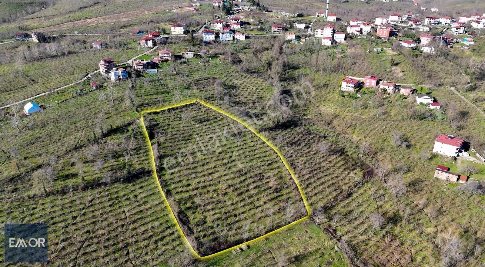 Emor Gayrimenkul Öceli Mahallesi Satılık 8750 M2 Fındık Bahçesi - Görsel 5