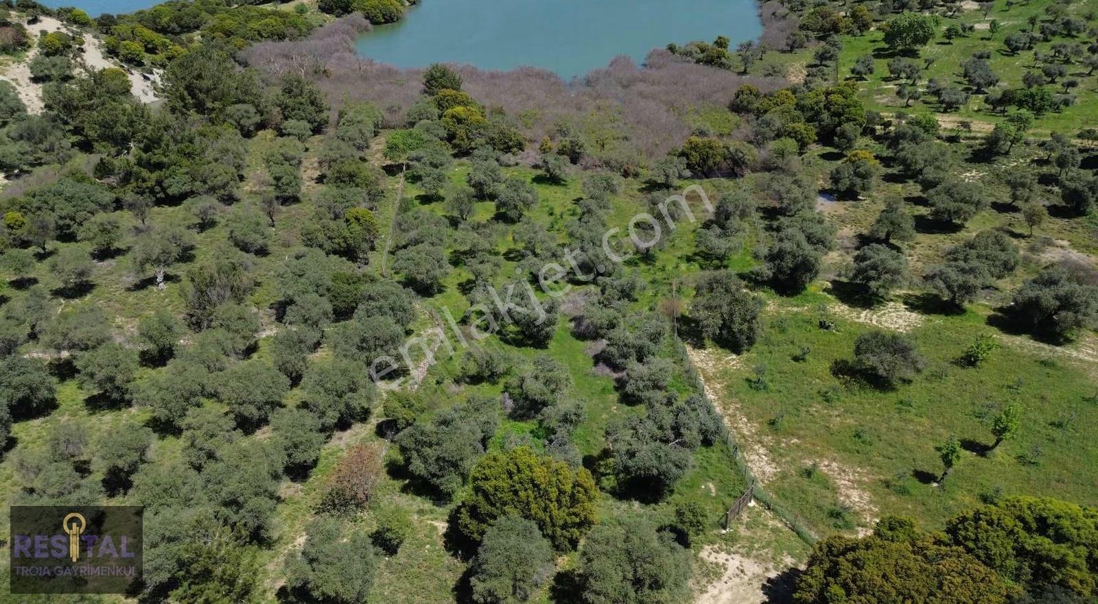 Çankkale Gökçeada Zeytinli Köyde 3.000 M2 Zeytinlik - Görsel 8