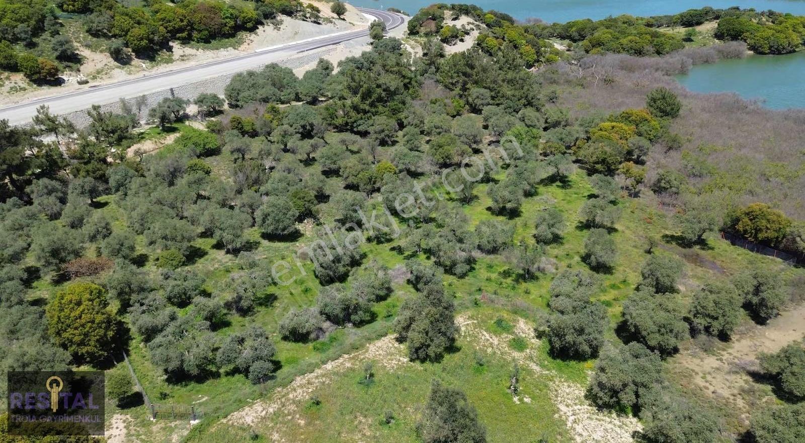 Çankkale Gökçeada Zeytinli Köyde 3.000 M2 Zeytinlik - Görsel 6