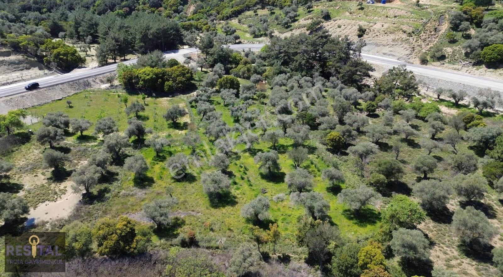 Çankkale Gökçeada Zeytinli Köyde 3.000 M2 Zeytinlik - Görsel 7