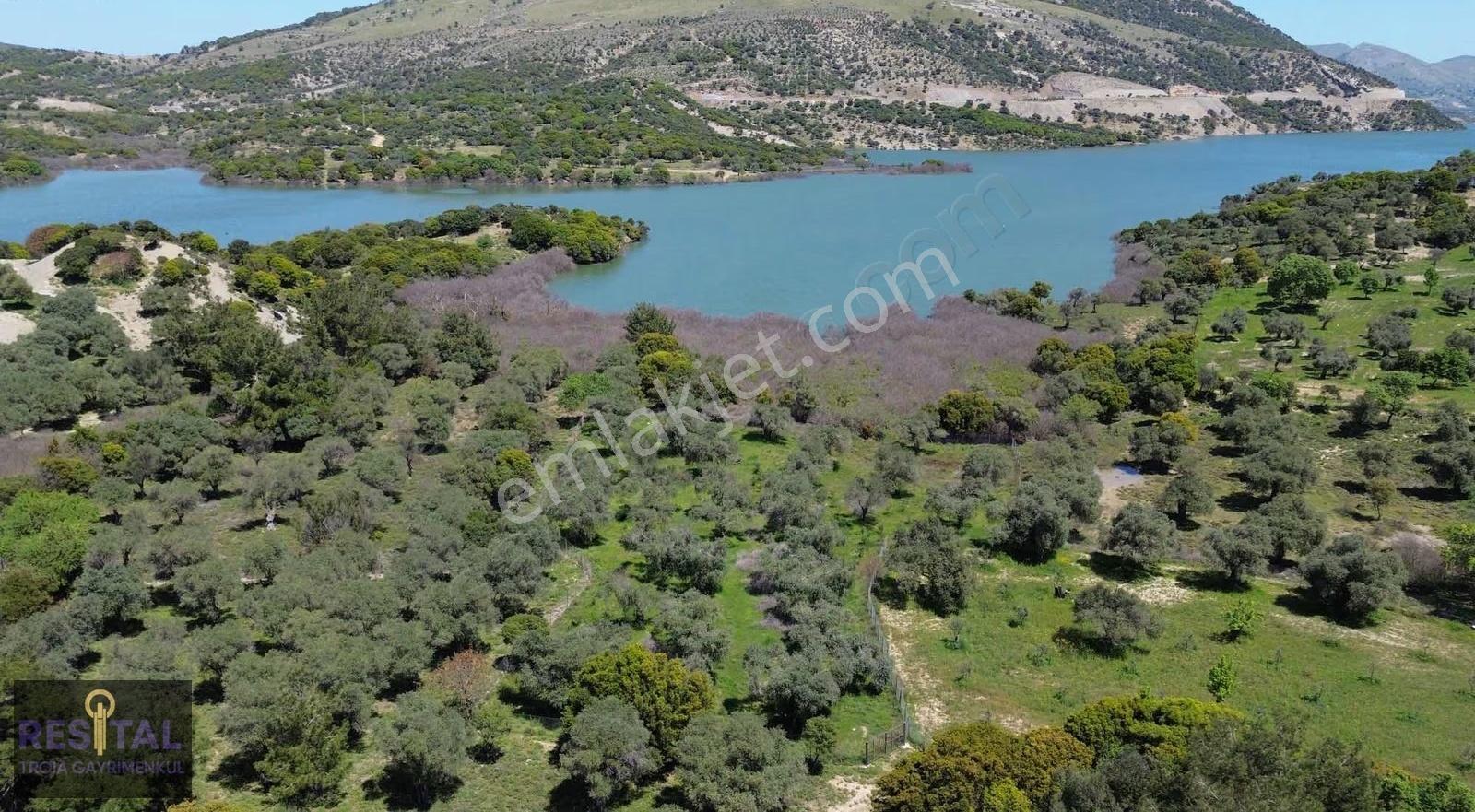 Çankkale Gökçeada Zeytinli Köyde 3.000 M2 Zeytinlik - Görsel 9