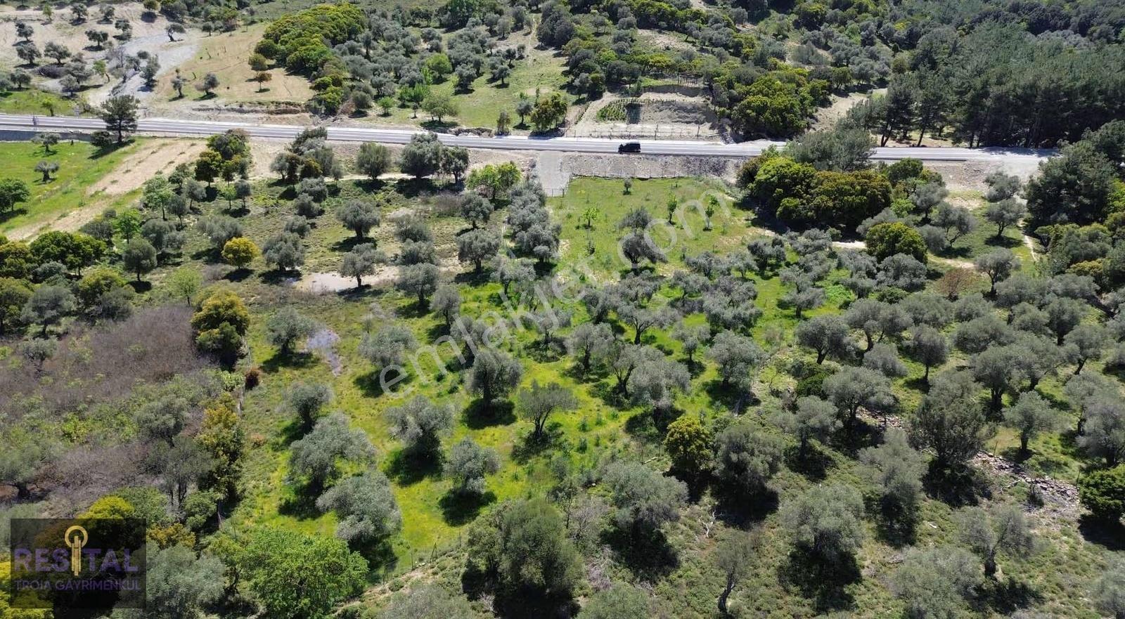 Çankkale Gökçeada Zeytinli Köyde 3.000 M2 Zeytinlik - Görsel 5