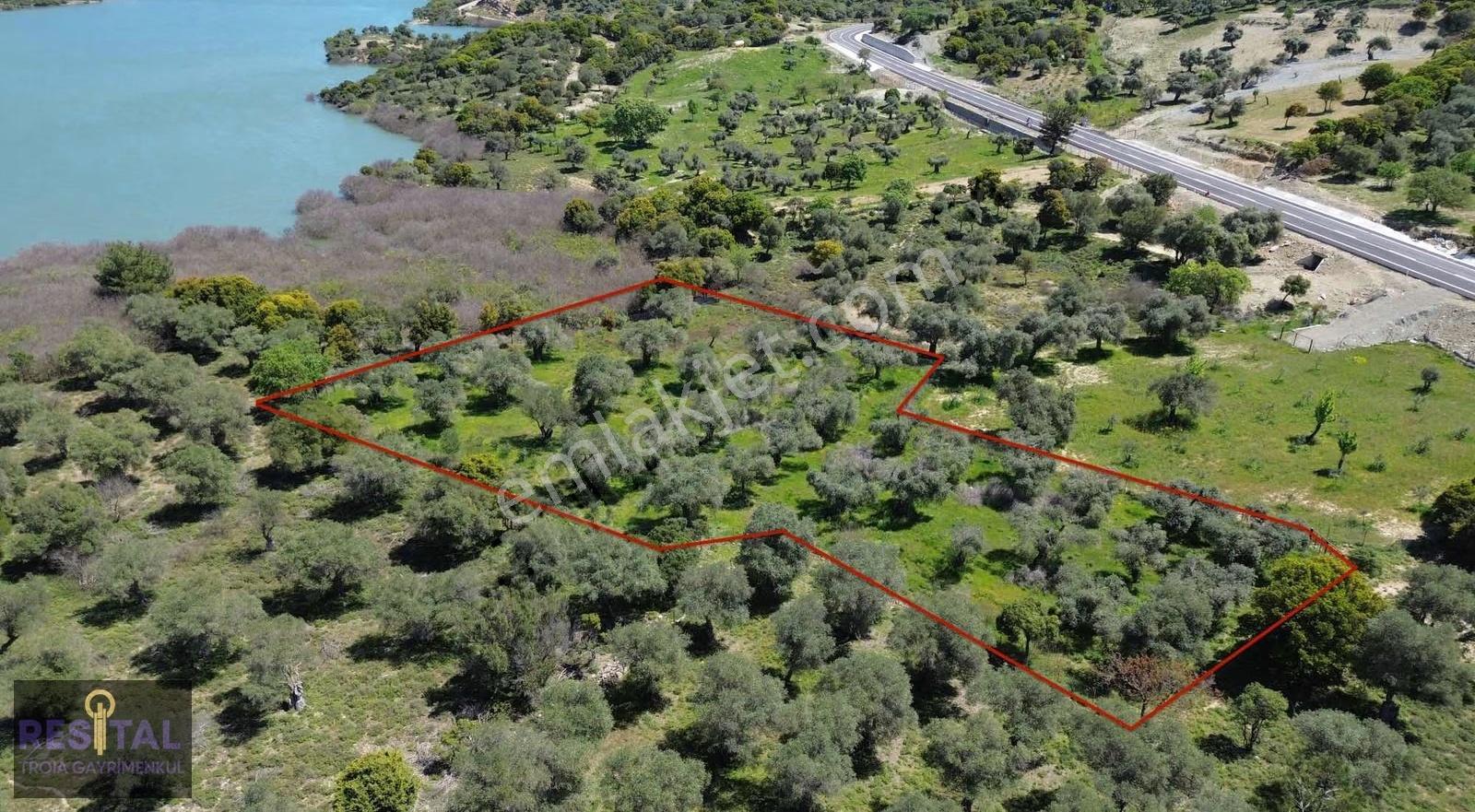 Çankkale Gökçeada Zeytinli Köyde 3.000 M2 Zeytinlik - Görsel 4