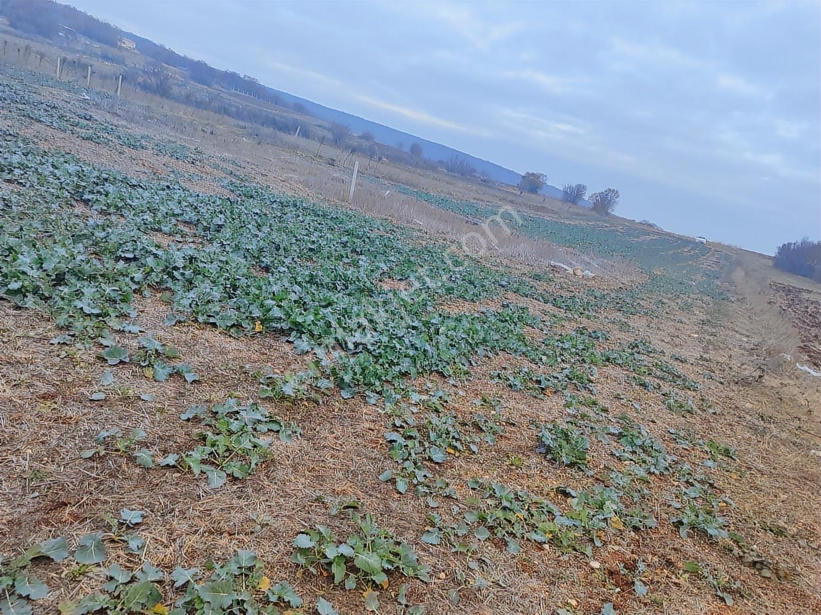 Kırklareli Vize Evrenli Mahalle Dibi 275 M² Tarla - Görsel 8