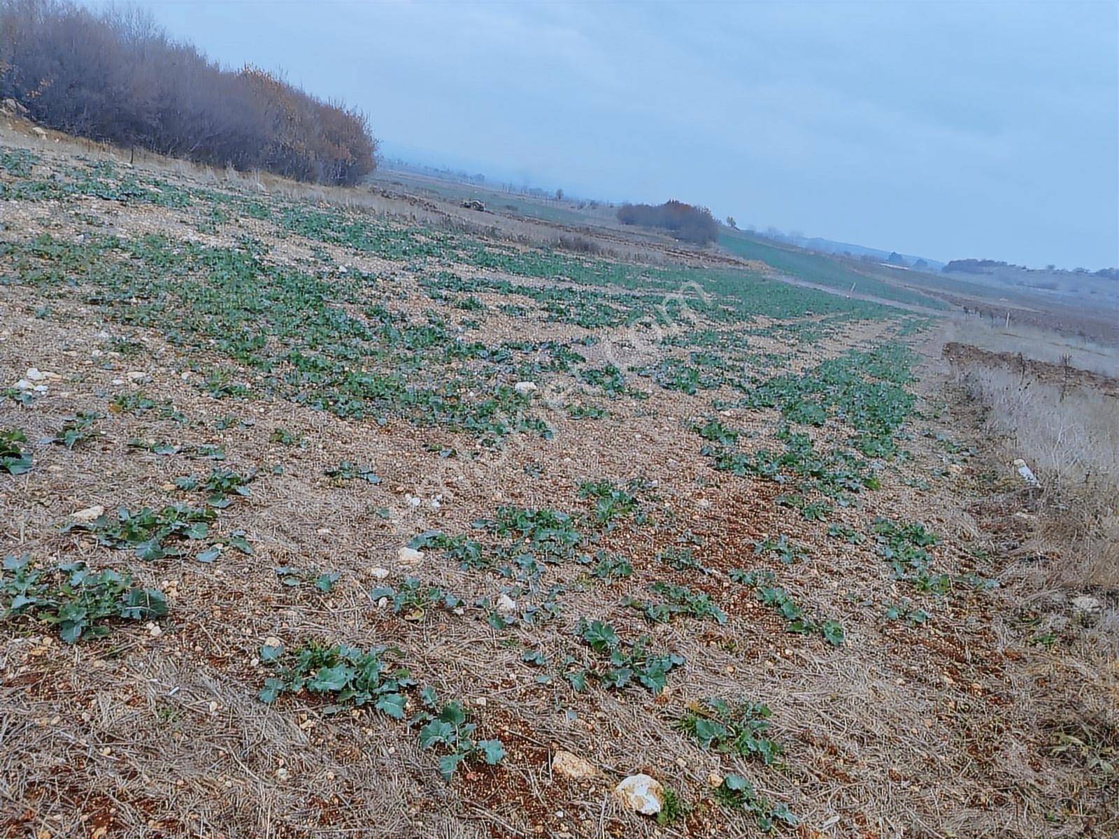 Kırklareli Vize Evrenli Mahalle Dibi 275 M² Tarla - Görsel 4