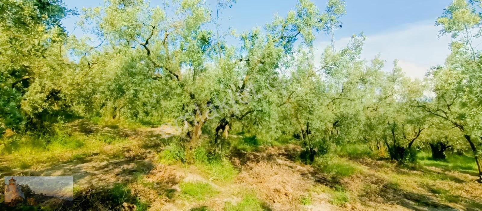 Umurbeyde 1840m2 Düz Bakımlı Zeytinlik - Görsel 5