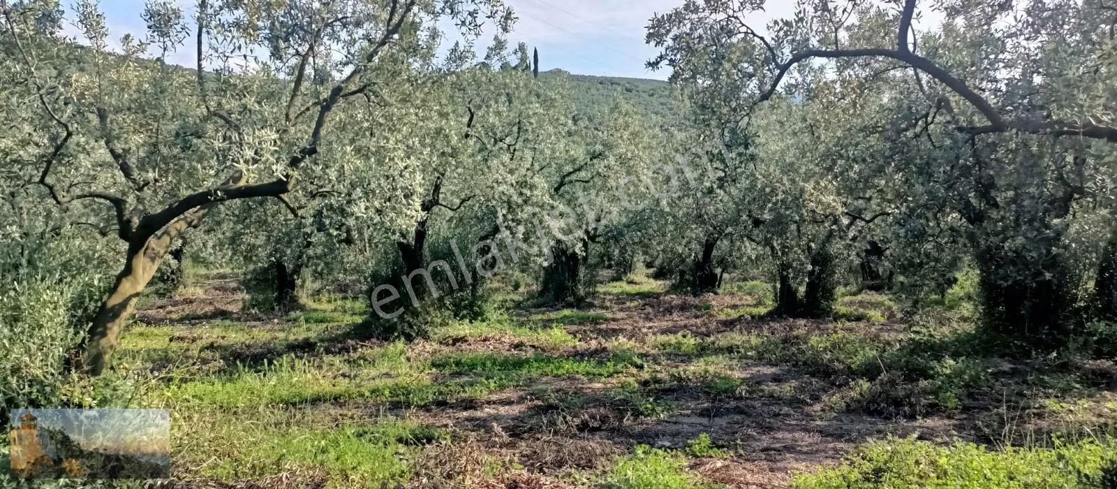 Umurbeyde 1840m2 Düz Bakımlı Zeytinlik - Görsel 3