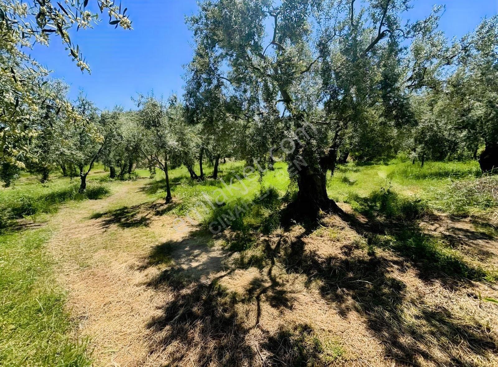 Göllüce' De Göl Manzaralı Satılık 605 M2 İmarlı Arsa - Görsel 2