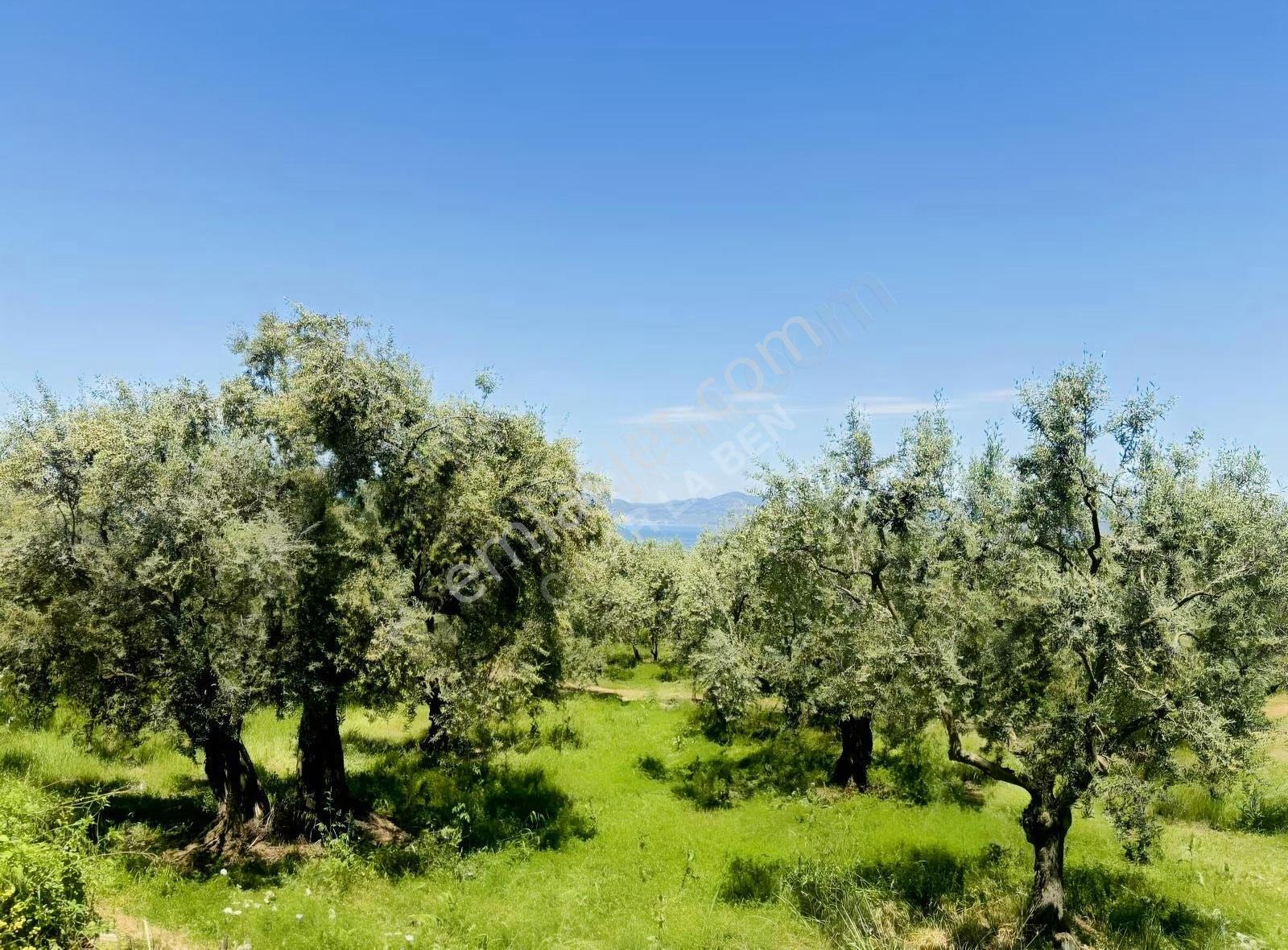 Göllüce' De Göl Manzaralı Satılık 605 M2 İmarlı Arsa - Görsel 7