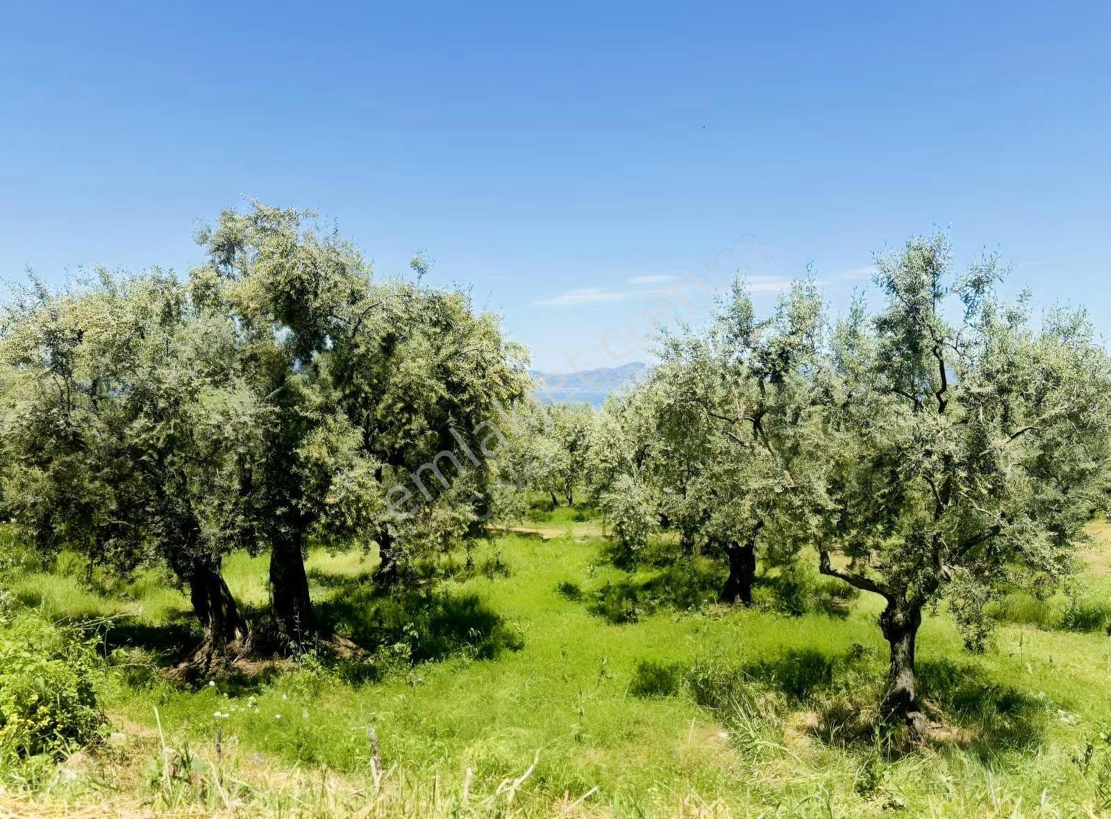 Göllüce' De Göl Manzaralı Satılık 605 M2 İmarlı Arsa - Görsel 8
