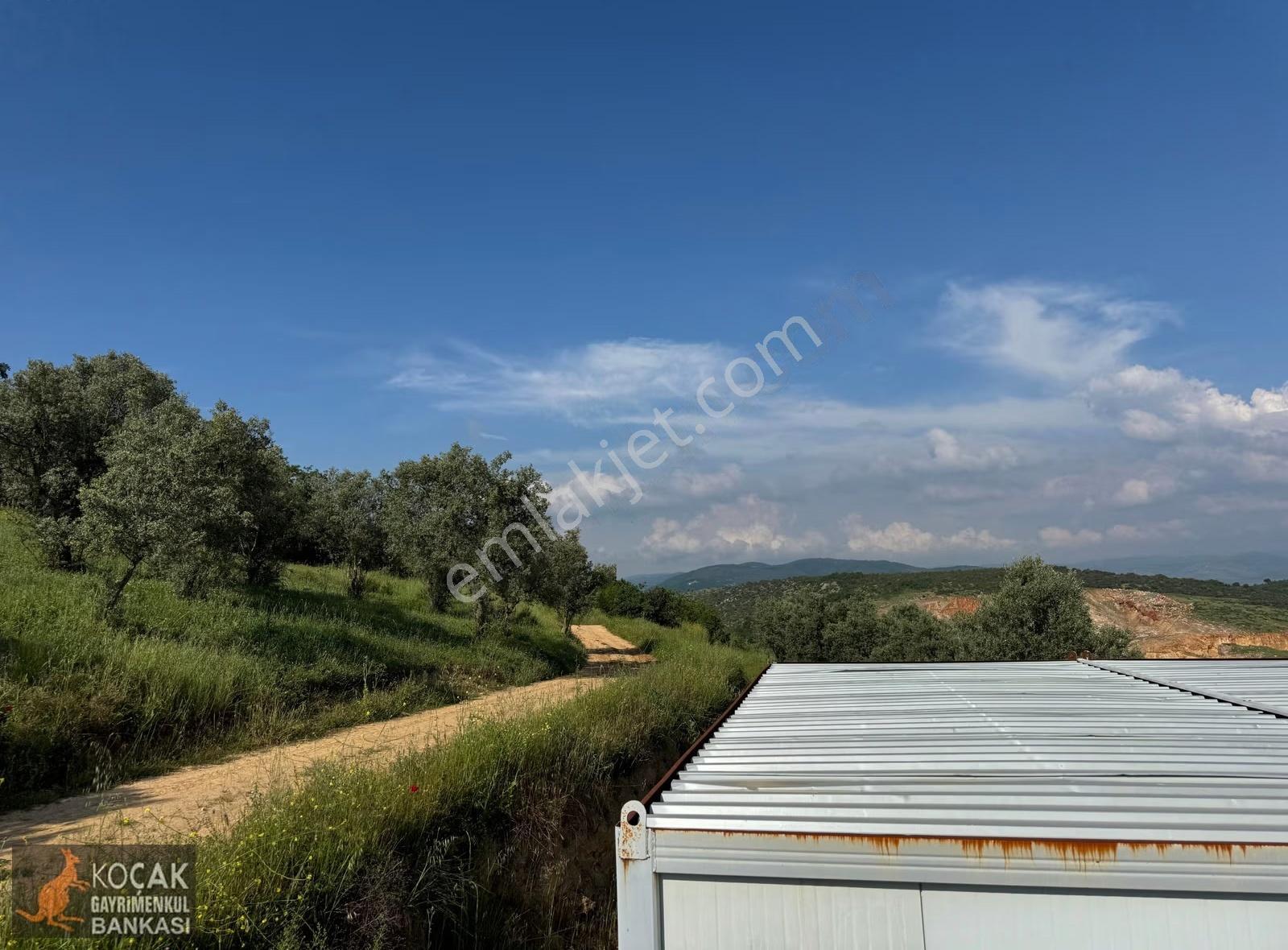 Eşsiz Göl Manzarası İle İçinde Konteynır Olan Zeytin Bahçesi - Görsel 24