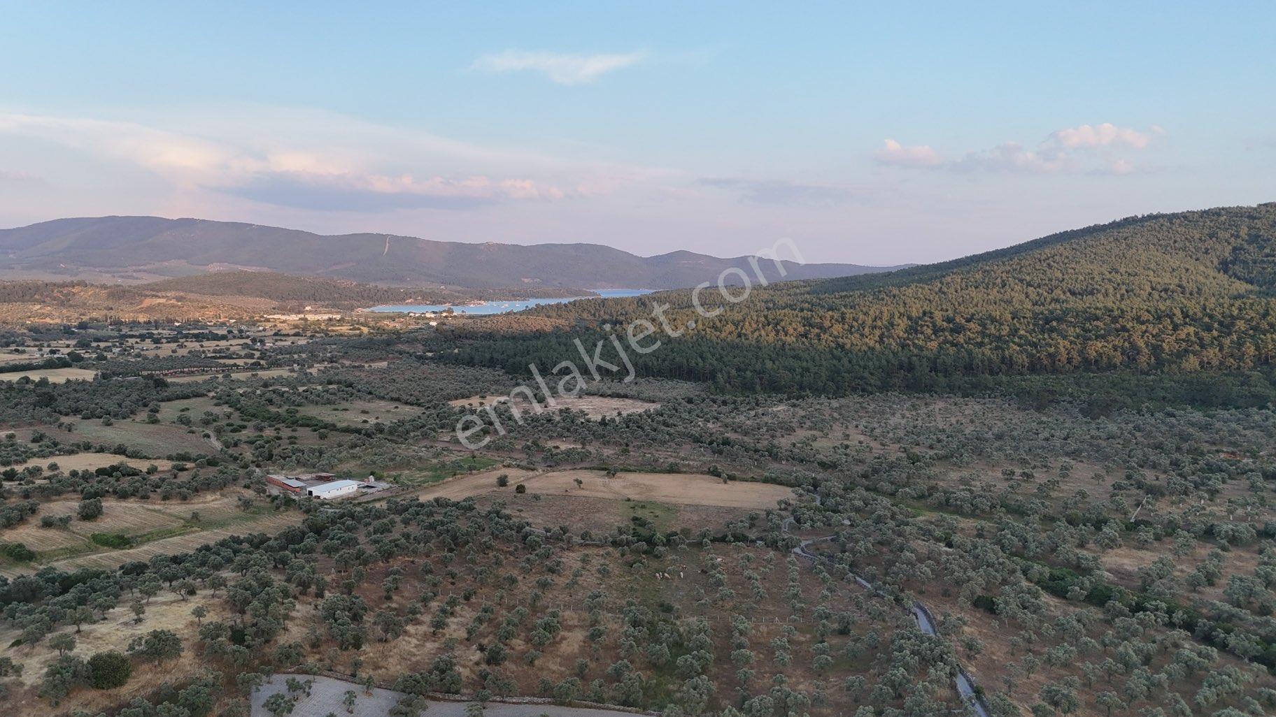 Muğla Milas Bozbükte Yatırım Fırsatı - Görsel 6