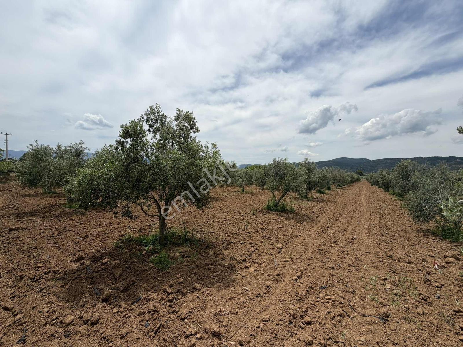Menderesde Satılık 250 M2 Bahçeler - Görsel 17
