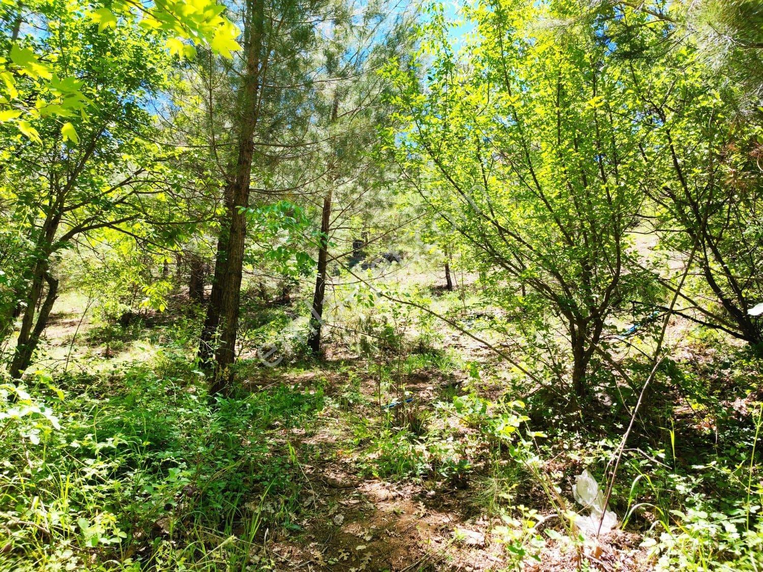 Kar Emlak Tan Eski Konacık Ta Yaylalık 1500 M2 Satılık Bahçe - Görsel 14