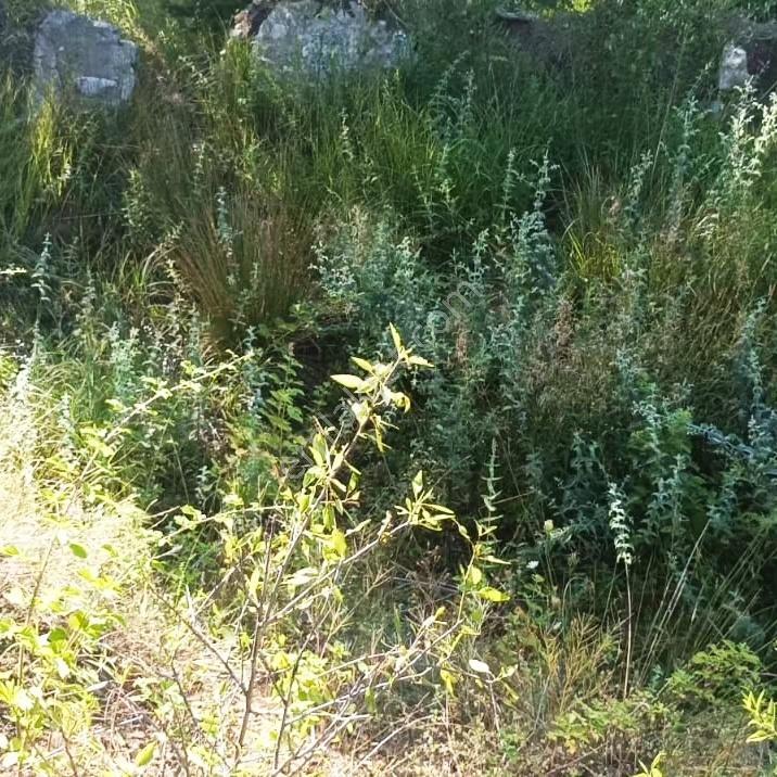 Kar Emlaktan Eskikonacıkta 6680m2 Satılık İmara Uygun Satılıktrl - Görsel 7