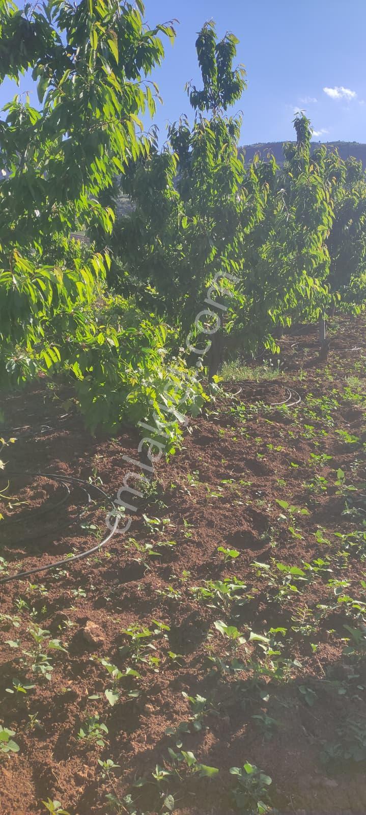 Hadim Bademli'de 1016 M2 Müstakil Tapu Satılık Bahçe - Görsel 16