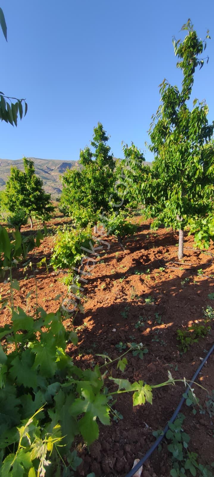 Hadim Bademli'de 1016 M2 Müstakil Tapu Satılık Bahçe - Görsel 3