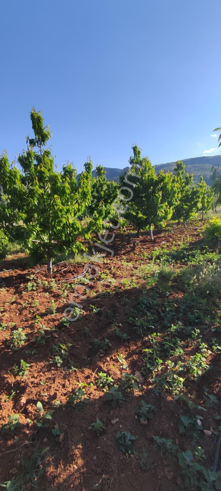 Hadim Bademli'de 1016 M2 Müstakil Tapu Satılık Bahçe - Görsel 20