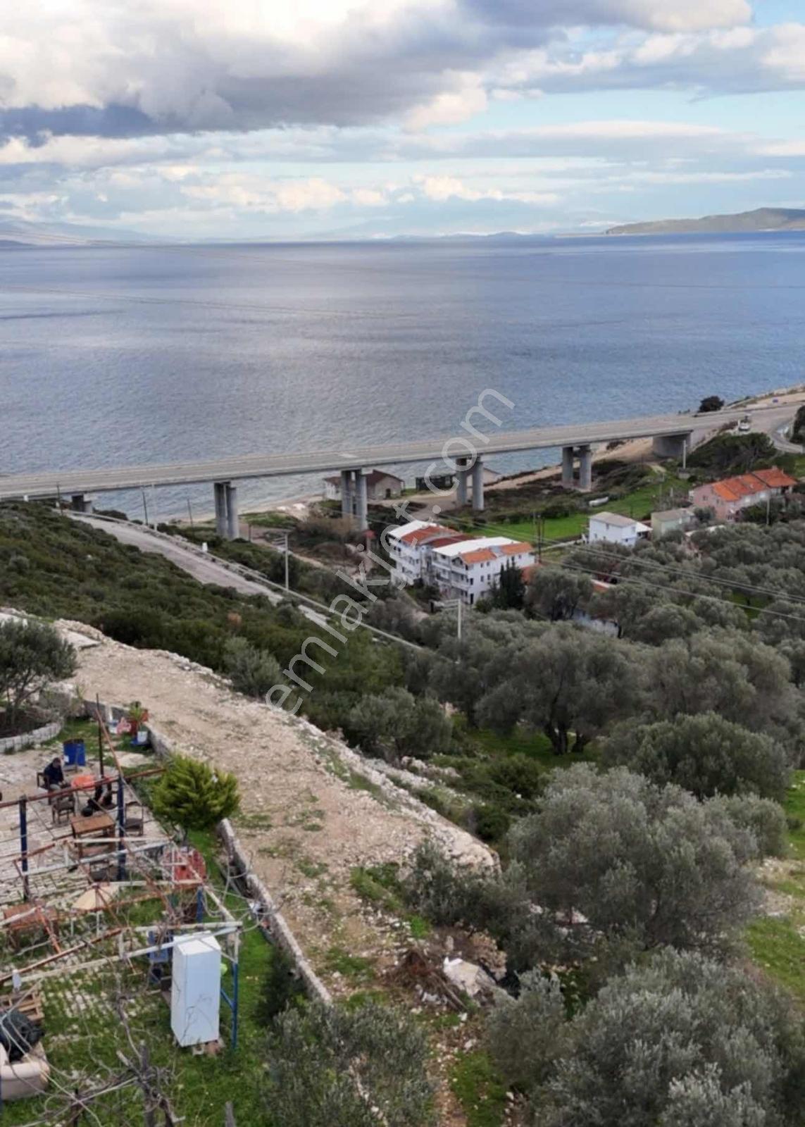 Doğa Dostu'ndan Karaburun Full Deniz Manz.kiralık 5960 M2 - Görsel 5