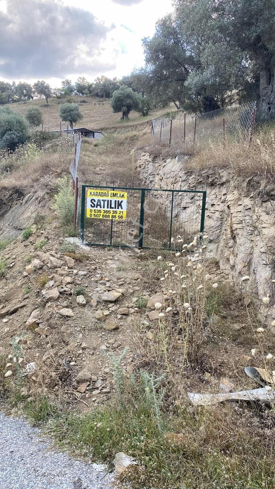 Satılık Tek Tapu Manzaralı Zeytinlik - Görsel 2