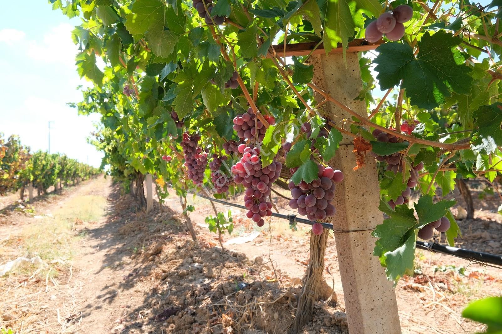 Çağrı Emlak'tan Korkuteli/yelten' De Üzüm Bağı - Görsel 4