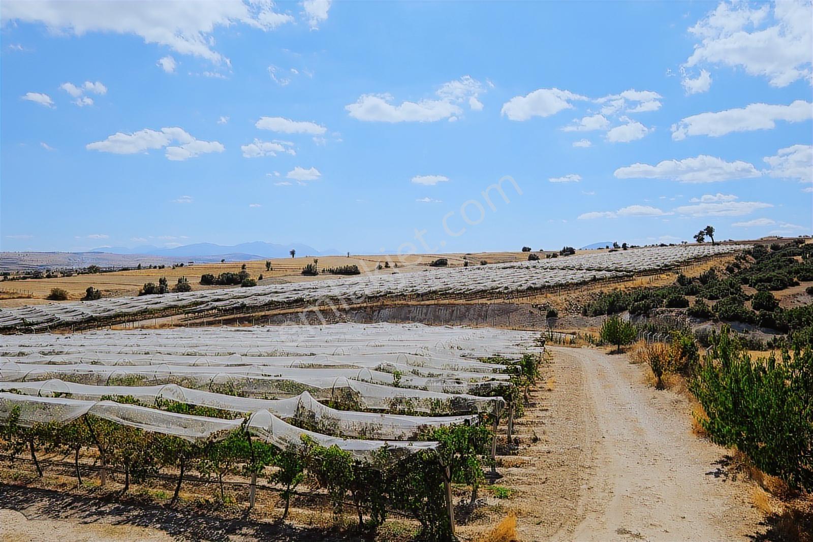 Çağrı Emlak'tan Korkuteli/yelten' De Üzüm Bağı - Görsel 20