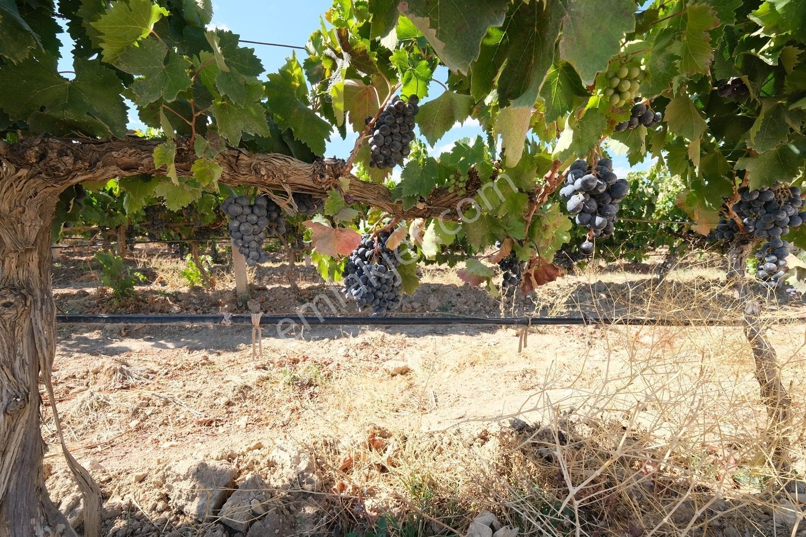 Çağrı Emlak'tan Korkuteli/yelten' De Üzüm Bağı - Görsel 14