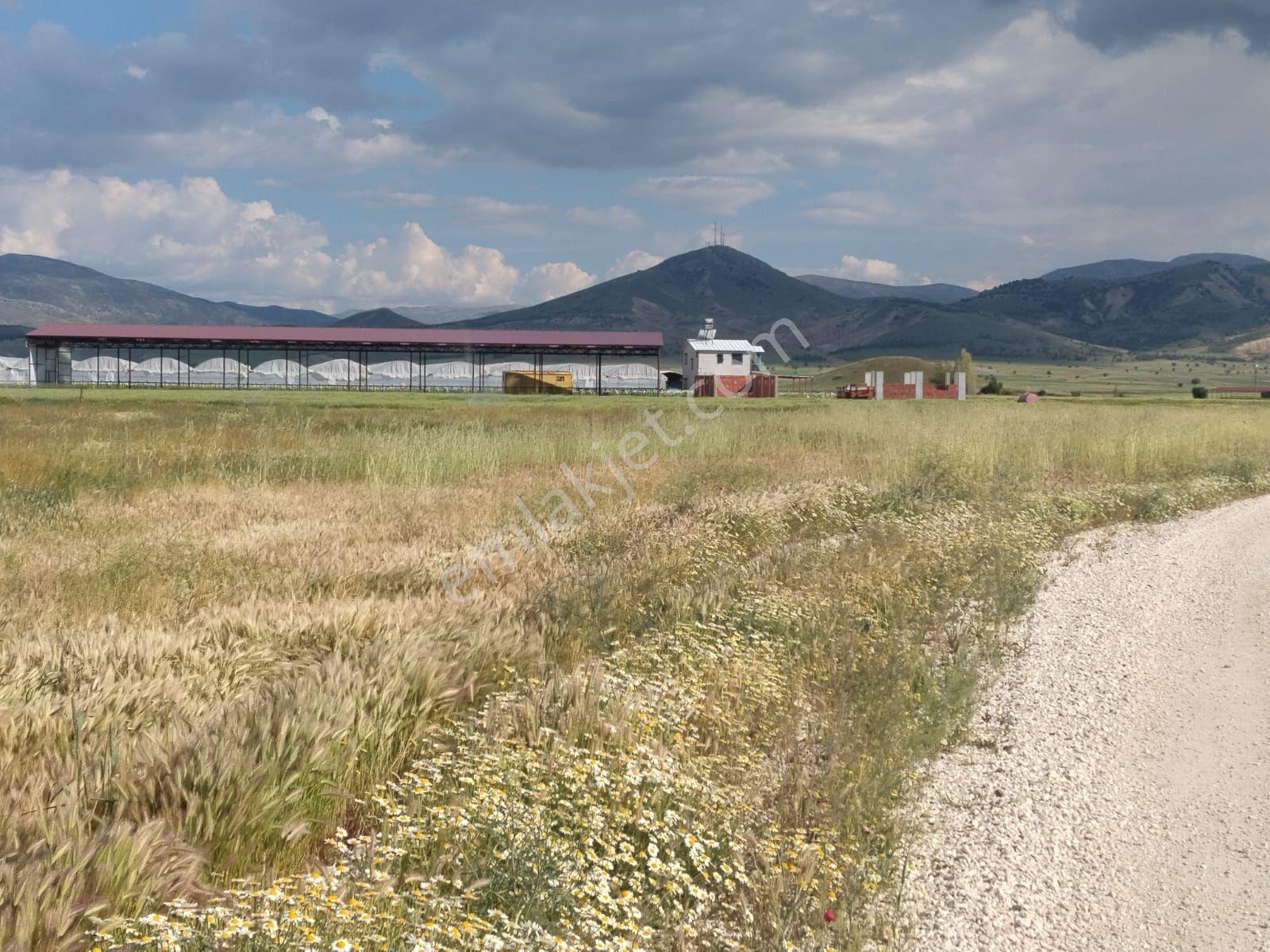 Burdur İle Karamanlı İlçesi Çamlık Mahallesi'nde Mükemmel Lokasyonda Tarla - Görsel 8